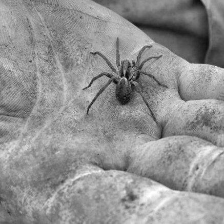 photo en noir et blanc d'une main contenant une petite araignée.