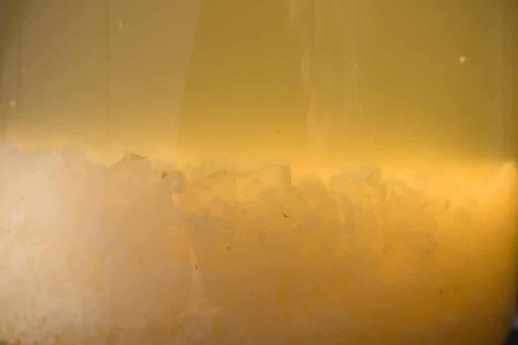 Photo de grains de kéfir entrain de fermenter.